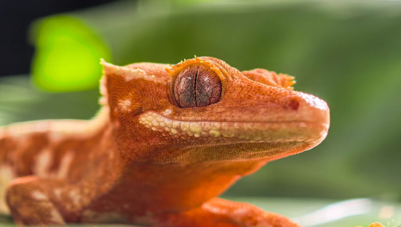 Lizard photo taken by HUAWEI Pura 80 Pro, display the function of macro telephoto camera