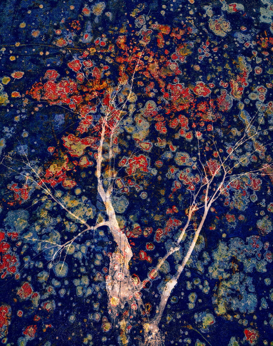 Blooming Flowers