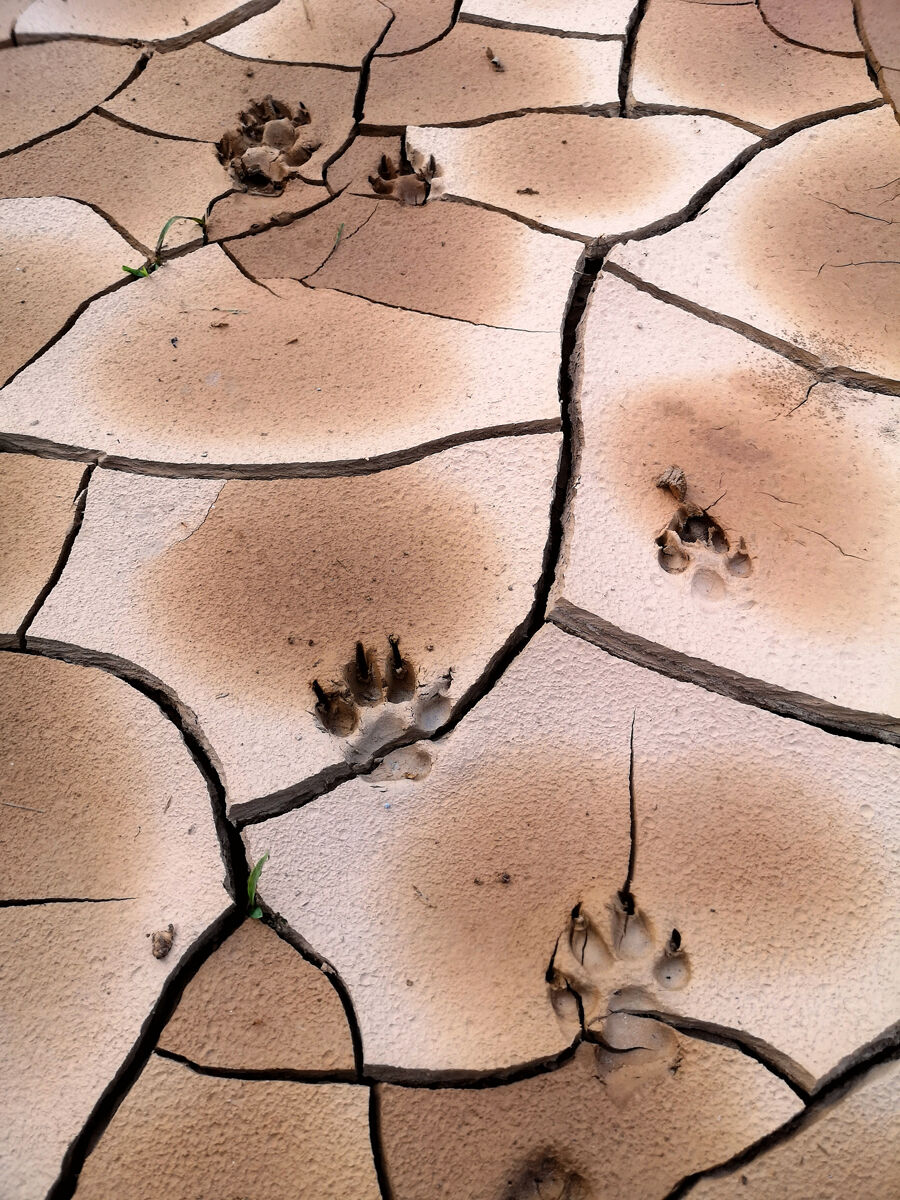 Footsteps