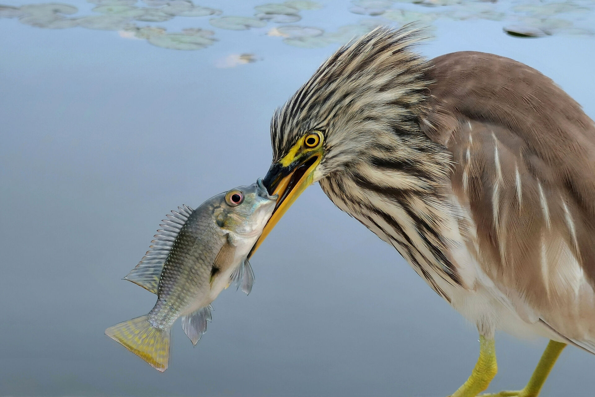 Kiss of Death