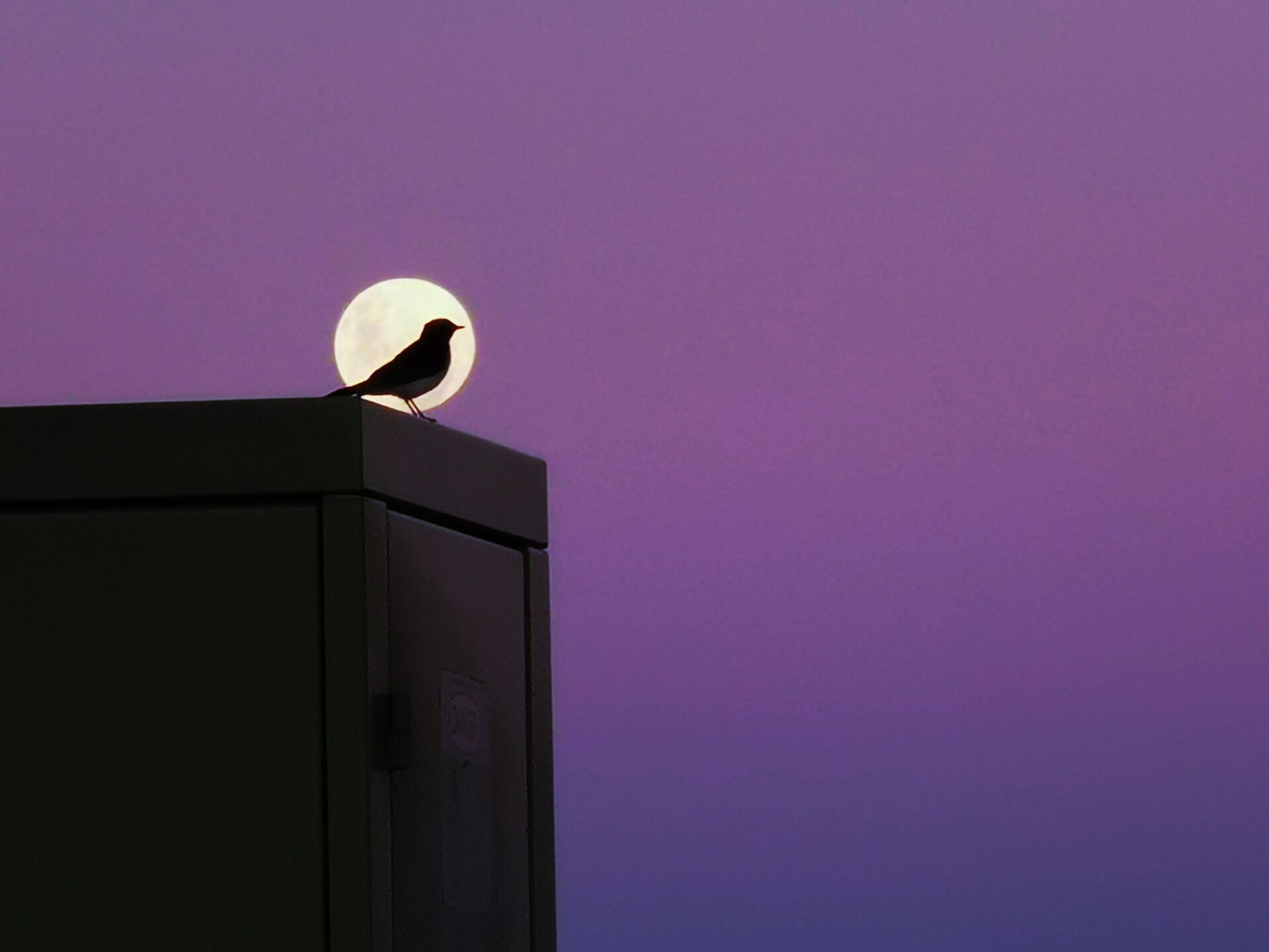Moon Bird