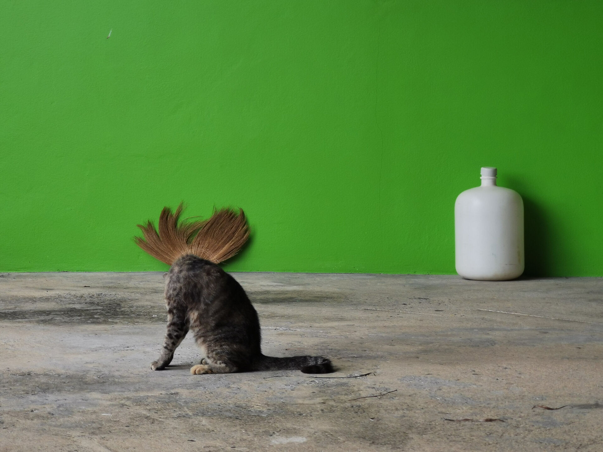 Punk Cat