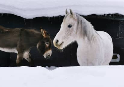 Guardians of the Snow Farm