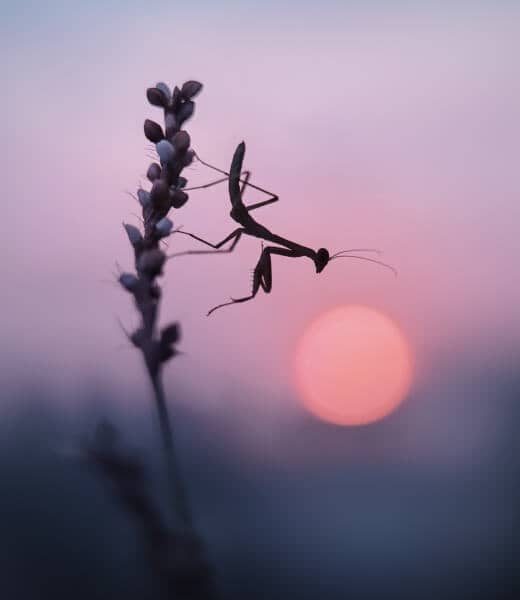 Sunset Mantis