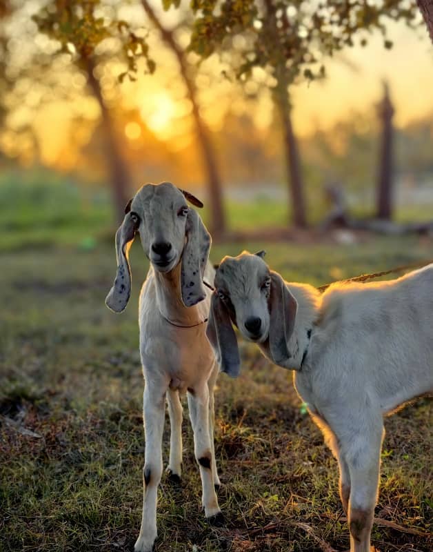 Two Goats