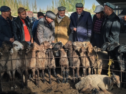 Gathering and raising livestock for livelihood
