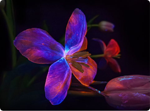 HUAWEI P50 Pocket Ultra Spectrum Fluorescence Photography Photo