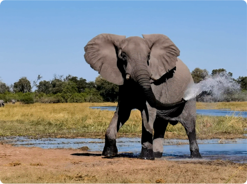 HUAWEI P50 Pro Super Clarity Photo