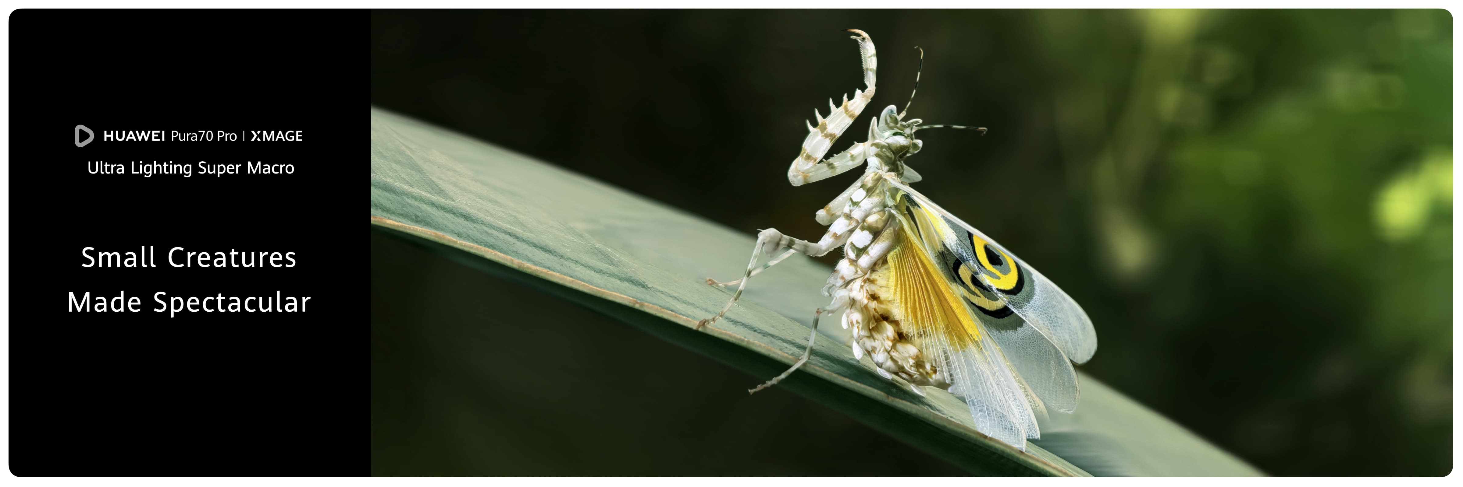 introduce the pura 70 series 41