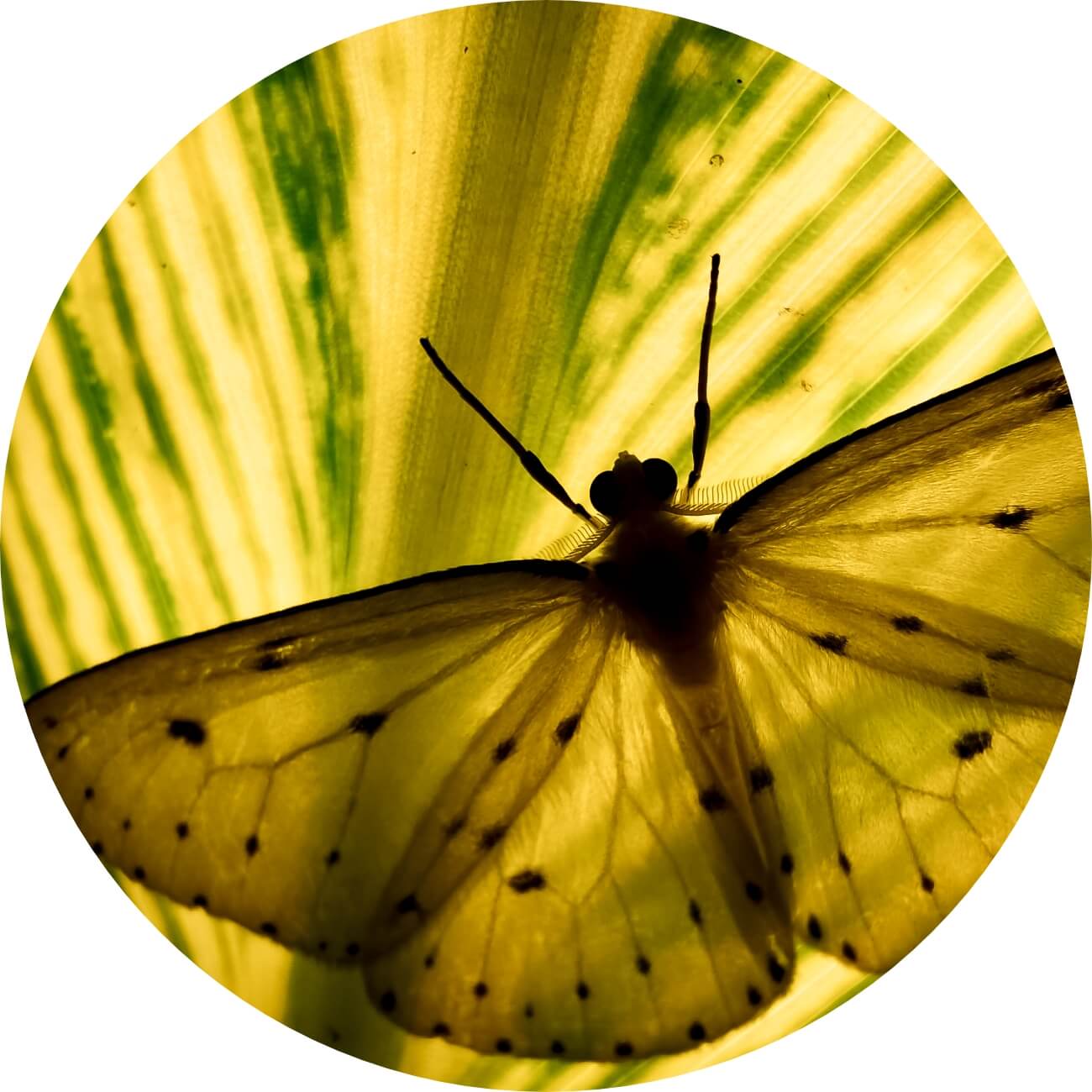 HUAWEI Mate 30 camera mirco