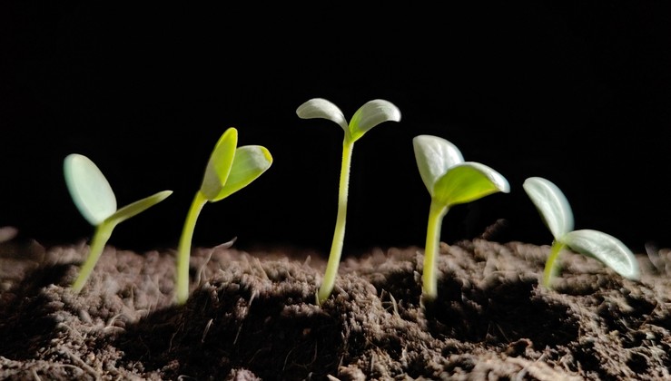 HUAWEI Mate 50 XMAGE