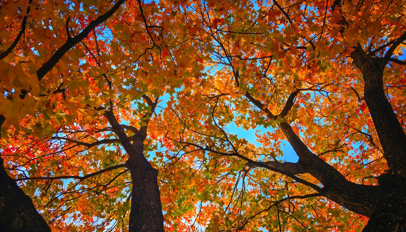 A photo sample of HUAWEI Mate 70 Pro's Ultra Chroma XMAGE Camera, demonstrating the authentic colors