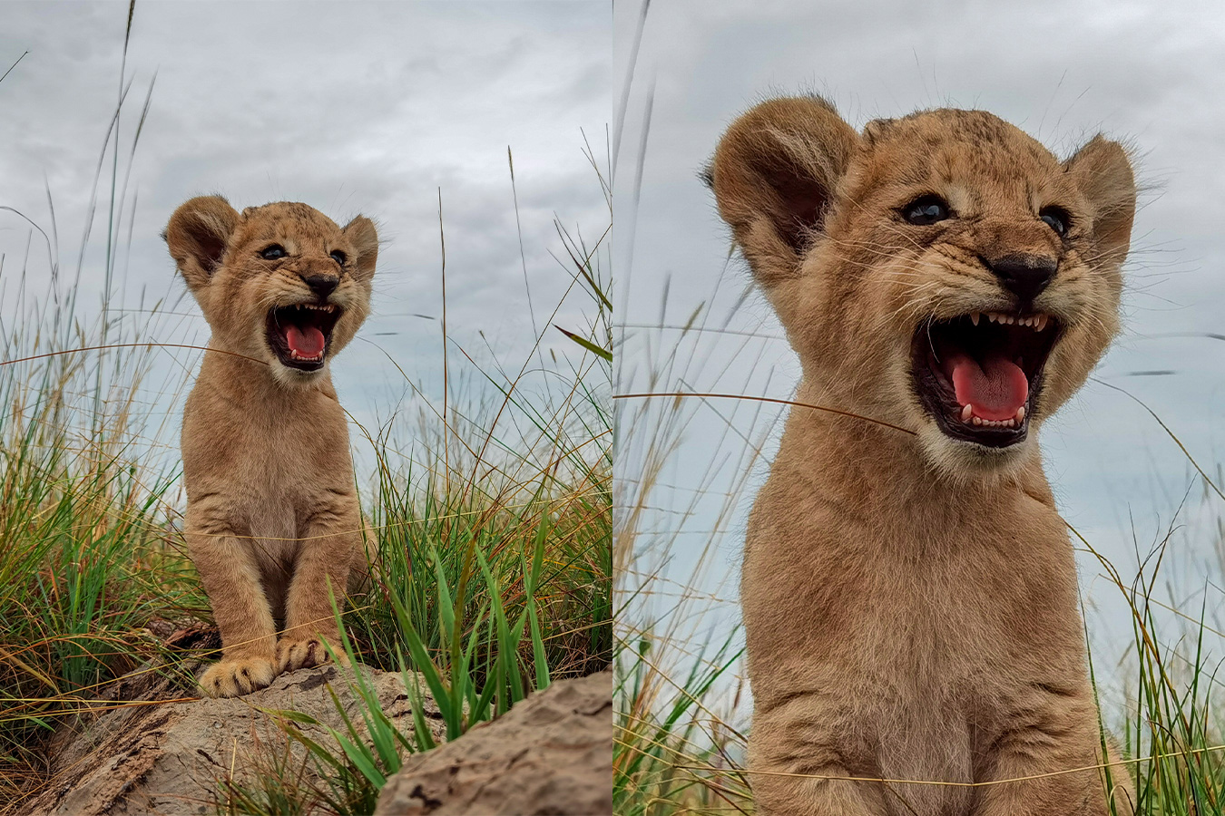 huawei p40 pro super definition daylight sample photo