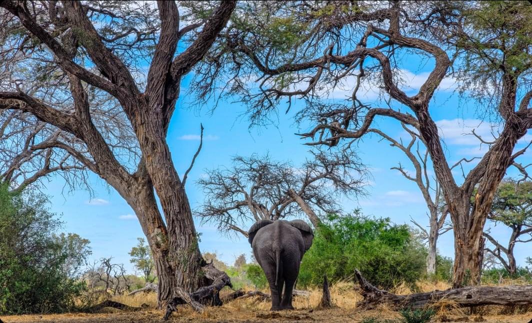 HUAWEI P50 Pro Master Style Animals