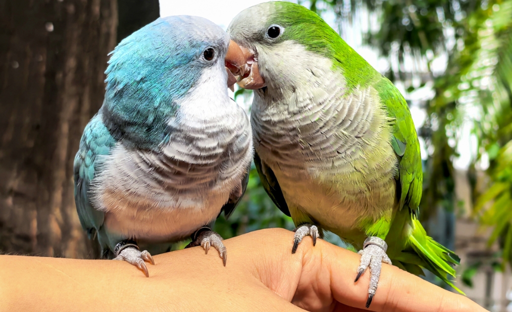 Photos taken by HUAWEI Pura 80 cameras, display the phone's Ultra Chroma XMAGE camera function