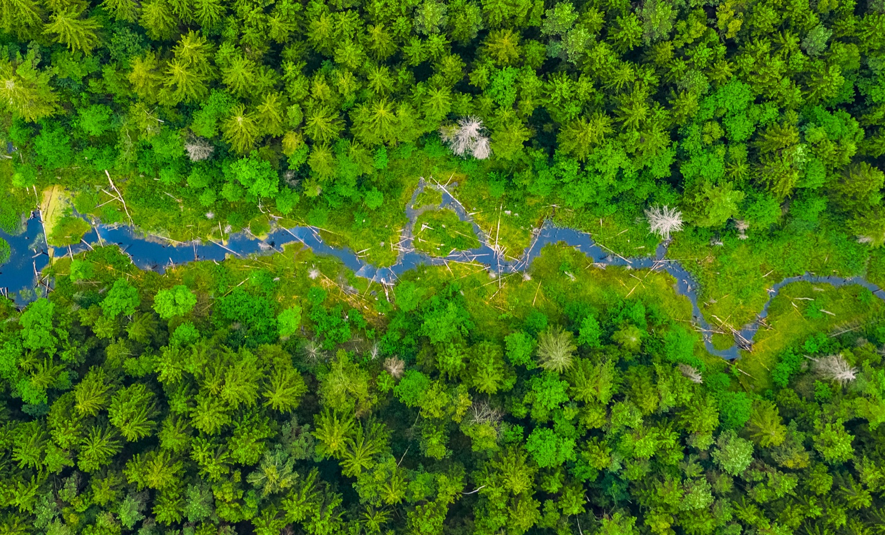 sustainability - Planet - Green Packaging - Protect forest resources