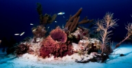 Freediving Meets Tech:How a Smartwatch Can Elevate Your Next Beach Getaway