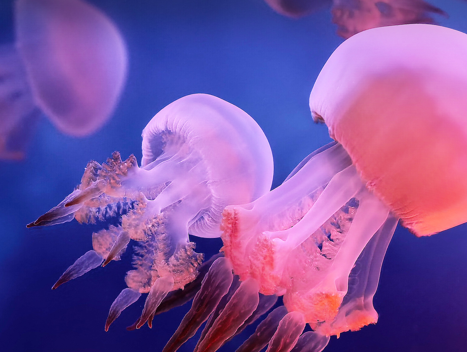 True-to-Colour Camera