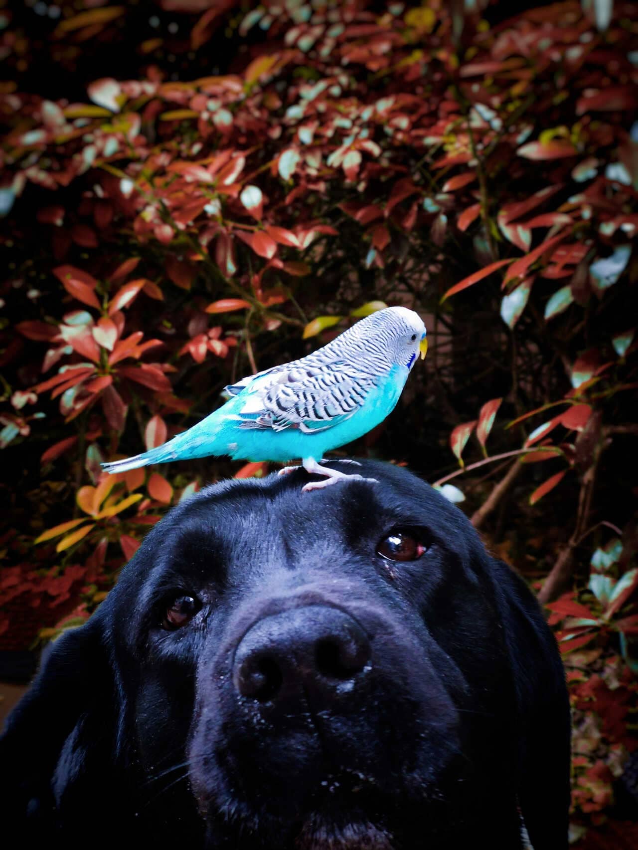 The Harmony