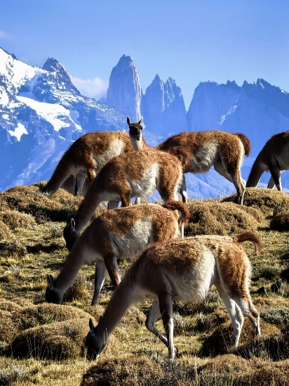 Alpaca herds at the foot of the Patagonian mountains