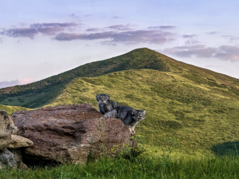 Little Pallas's Cats of Inner Mongolia