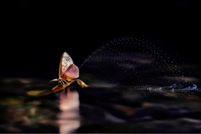 Night Butterfly Pearl Pond