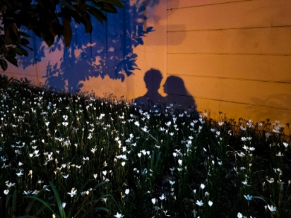 Silhouettes in Bloom