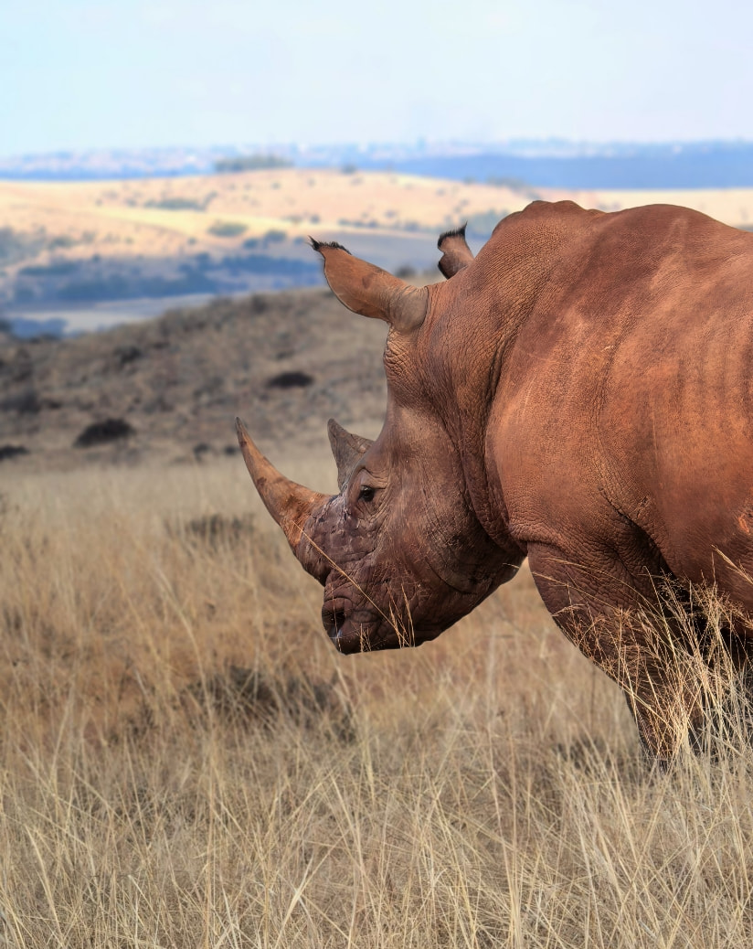 The Wildness in His Eyes