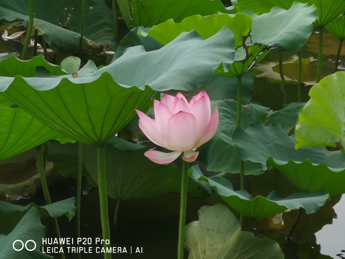 صورة مثالية بدون عوامل التصفية في Instagram: التصوير الاحترافي بالجوال في هاتف HUAWEI P20 Pro