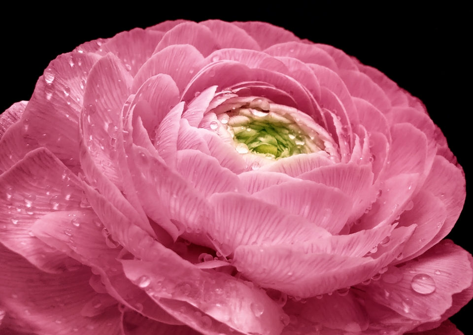 A photo sample, demonstrating macro photography of HUAWEI nova Y63