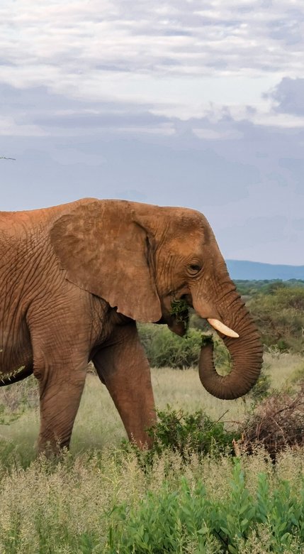 huawei p40 zoom photos 5x