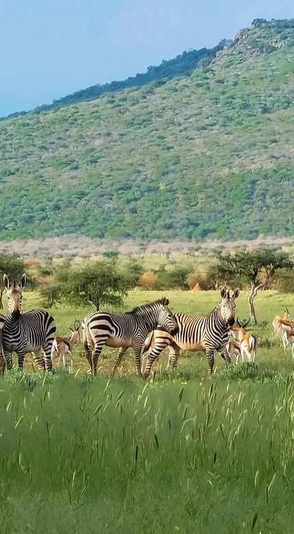 huawei p40 zoom photos 10x